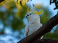 Tranquility by the Barwon: Discover Balyang Sanctuary