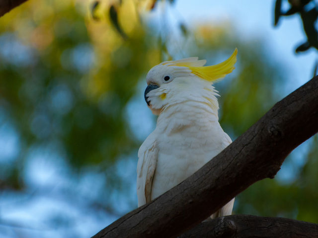 Tranquility by the Barwon: Discover Balyang Sanctuary