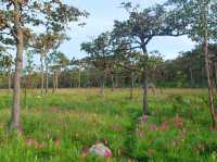 ชมทุ่งดอกกระเจียว ที่อุทยานแห่งชาติไทรทอง