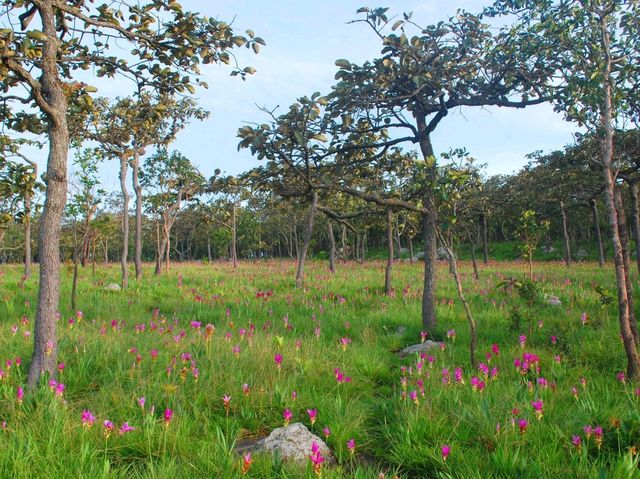 ชมทุ่งดอกกระเจียว ที่อุทยานแห่งชาติไทรทอง
