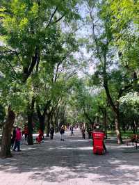 The Temple of Heaven Park in fall🍁