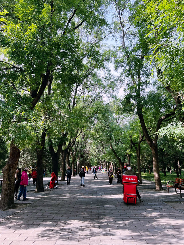 The Temple of Heaven Park in fall🍁