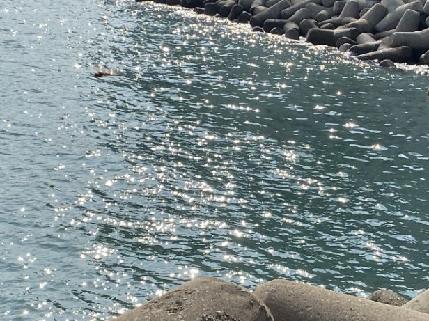 강아지와 함께하는 광안리 여행!🐕🌊