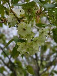 【美しく咲き誇る700本の八重桜】
