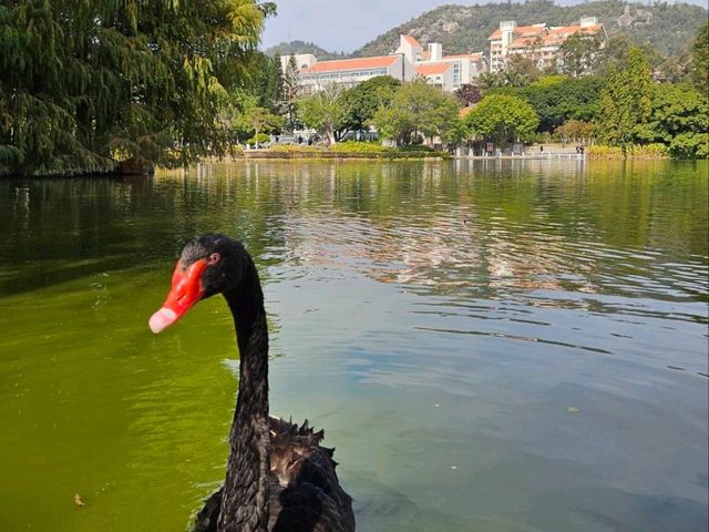 最美的大學～廈門大學
