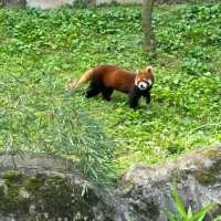 多摩動物園的日+夜間魔法
