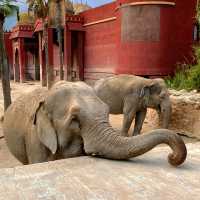 穿越三大洲的動物旅程