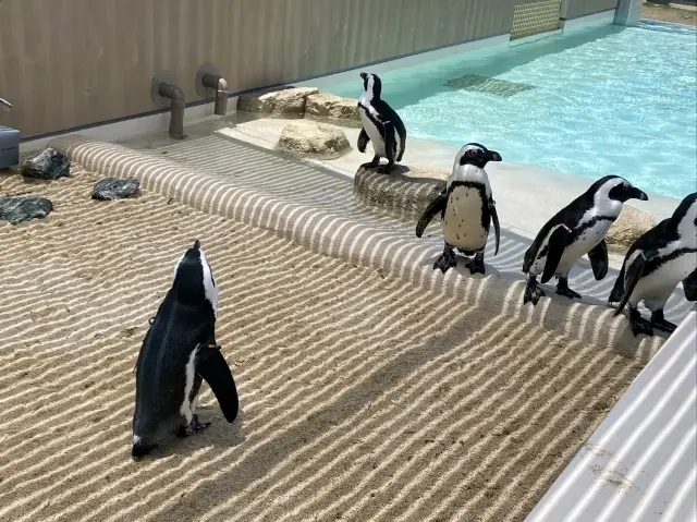 在海洋世界海之中道與可愛企鵝一起遊行