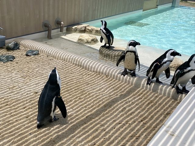 마린월드 우미노나카미치에서 만나는 귀여운 펭귄 퍼레이드🐧✨