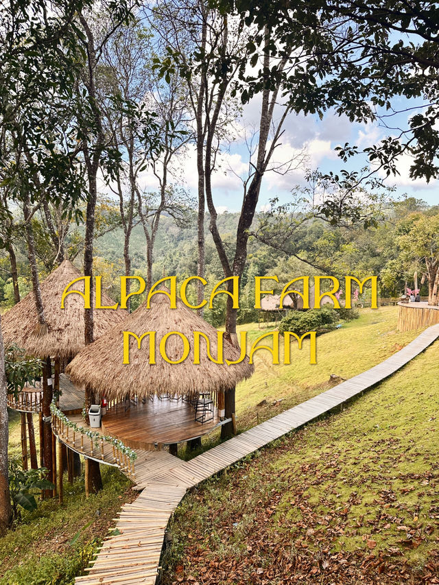 Alpaca Farm ม่อนแจ่ม 🦙✨ ฟาร์มอัลปาก้าสุดน่ารัก