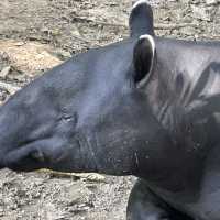馬來西亞國家動物園