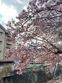 ซากุระ 2025 ที่ Atami Shizuoka 🌸