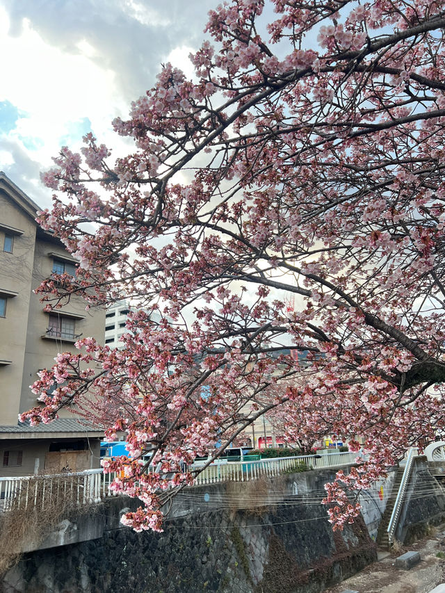 ซากุระ 2025 ที่ Atami Shizuoka 🌸