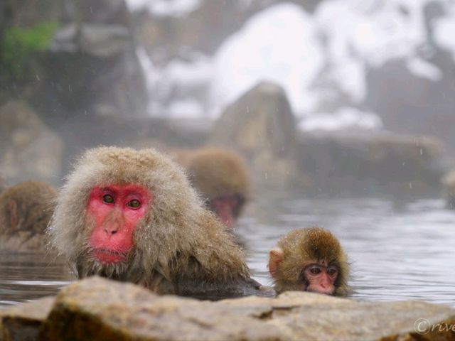 【長野県】外国人に大人気！野生の猿の温泉浴「地獄谷野猿公苑」