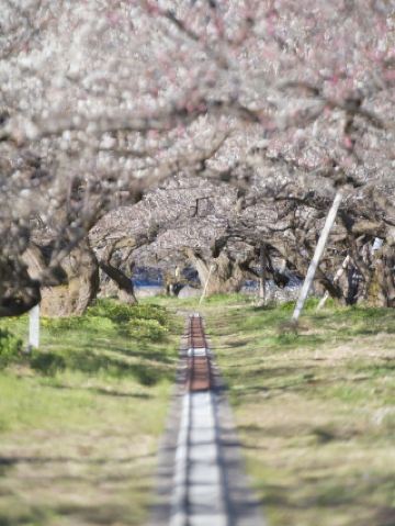 [Saitama] Kanto's Three Greatest Plum Groves! Can you take a steam locomotive around the plum grove?