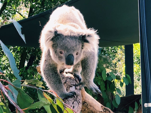 Moonlit Sanctuary: A Magical Wildlife Encounter