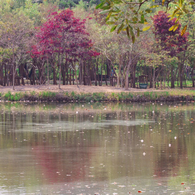 ชมพูพันธุ์ทิพย์สวนรถไฟ