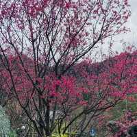 貓空漫遊-步道、美景與茶香的完美結合