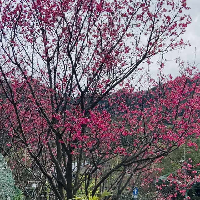 貓空漫遊-步道、美景與茶香的完美結合
