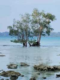 Havelock from KL