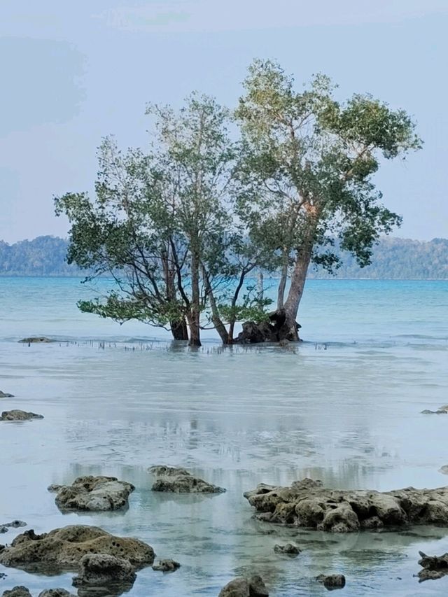 Havelock from KL