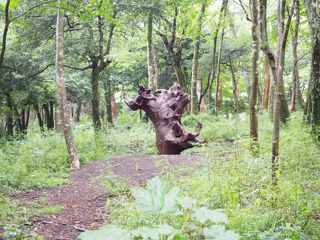 【神奈川・ポーラ美術館】森の遊歩道でアート探し🌳🎨
