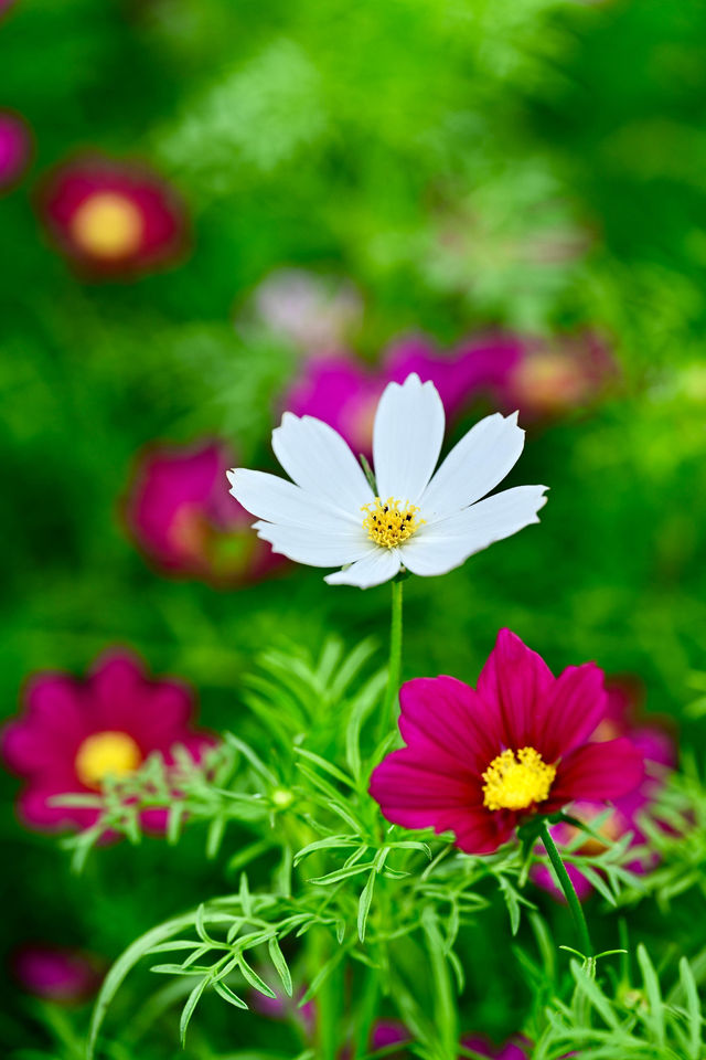 花展主題花秋英三月十四日起為維園添色彩