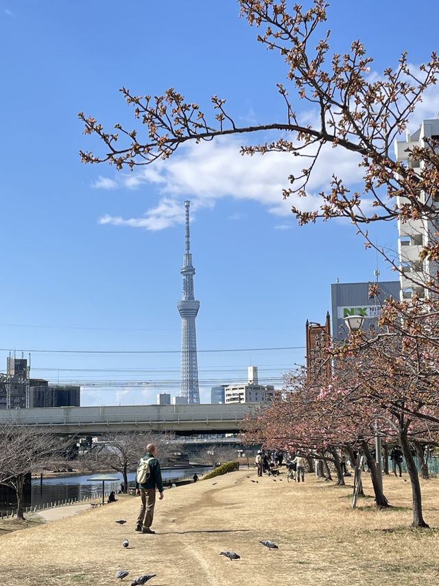 Old Nakagawa River Kawazu Cherry Blossoms