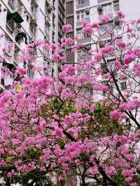 🌸 葵芳邨的粉紅夢幻：風鈴木櫻花之旅 🌸