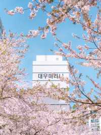마린시티와 벚꽃을 나란히! 부산 해운대 벚꽃🌸💗