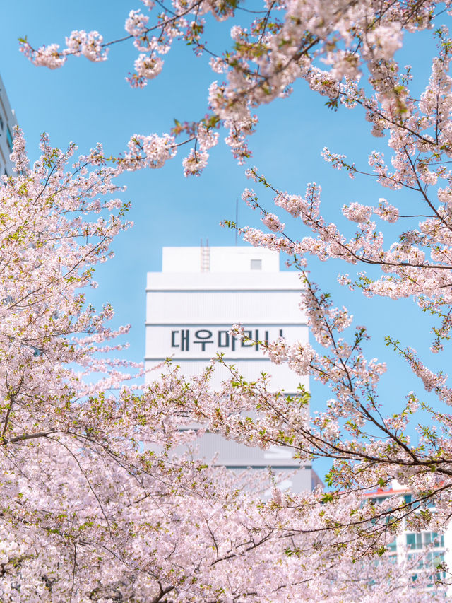 마린시티와 벚꽃을 나란히! 부산 해운대 벚꽃🌸💗