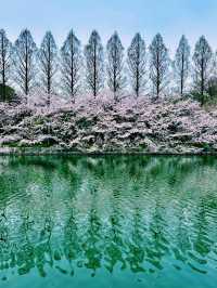 櫻花與生命的哲思 大阪城公園