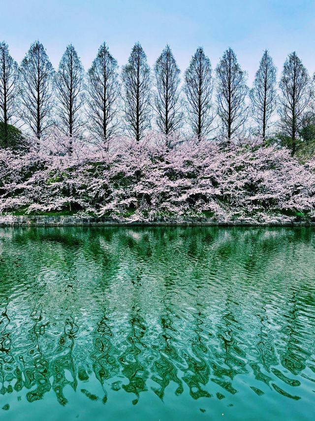 櫻花與生命的哲思 大阪城公園