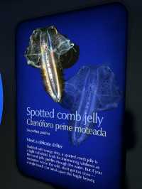 Monterey Bay Aquarium