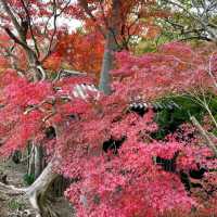 紅葉の名所としても有名！丈六寺は重要文化財だらけの「阿波の法隆寺