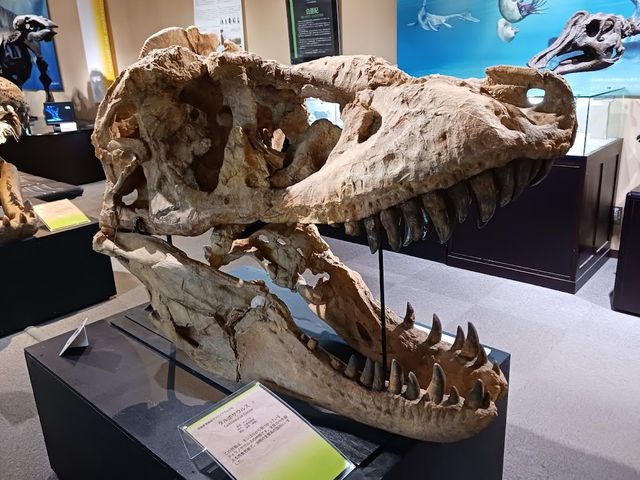 北海道大学の博物館🤍【北海道大学総合博物館】