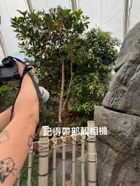 🐼💖【海洋公園雙胞胎熊貓BB全攻略】家姐萌到犯規！細佬招牌「熊貓癱」攻陷全港姨母心💖🐼  