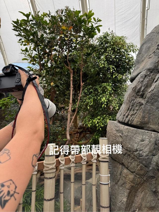 🐼💖【海洋公園雙胞胎熊貓BB全攻略】家姐萌到犯規！細佬招牌「熊貓癱」攻陷全港姨母心💖🐼  