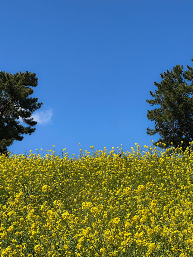 🌼지금 방문하면 좋을 무료 유채꽃밭🌼