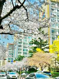 🌸 **南川洞櫻花路遊覽觀賞分享** 🌸
