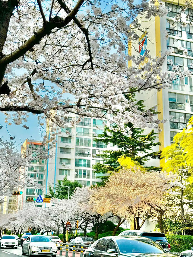 🌸 **南川洞櫻花路遊覽觀賞分享** 🌸