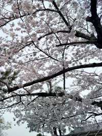 京都嵐山公園中之島地區：櫻花絢爛的春日夢 🌸🏞️
