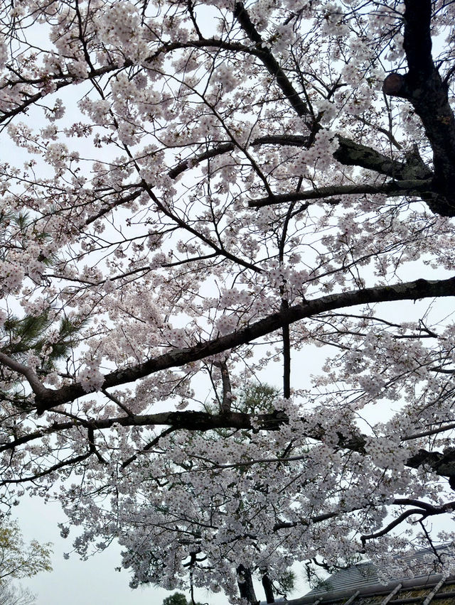 京都嵐山公園中之島地區：櫻花絢爛的春日夢 🌸🏞️