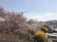  韓國入門款*必去櫻花路*清州無心川賞櫻**