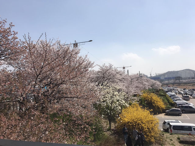  韓國入門款*必去櫻花路*清州無心川賞櫻**