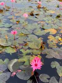 【タイ】一面ピンクの蓮の花が見れる湖【ウドンタニ】