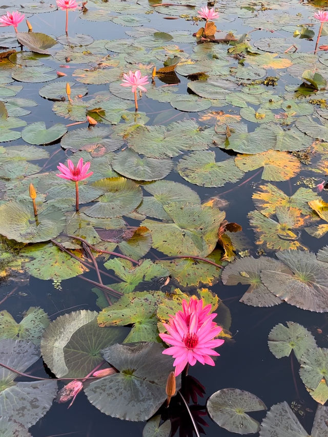 【タイ】一面ピンクの蓮の花が見れる湖【ウドンタニ】
