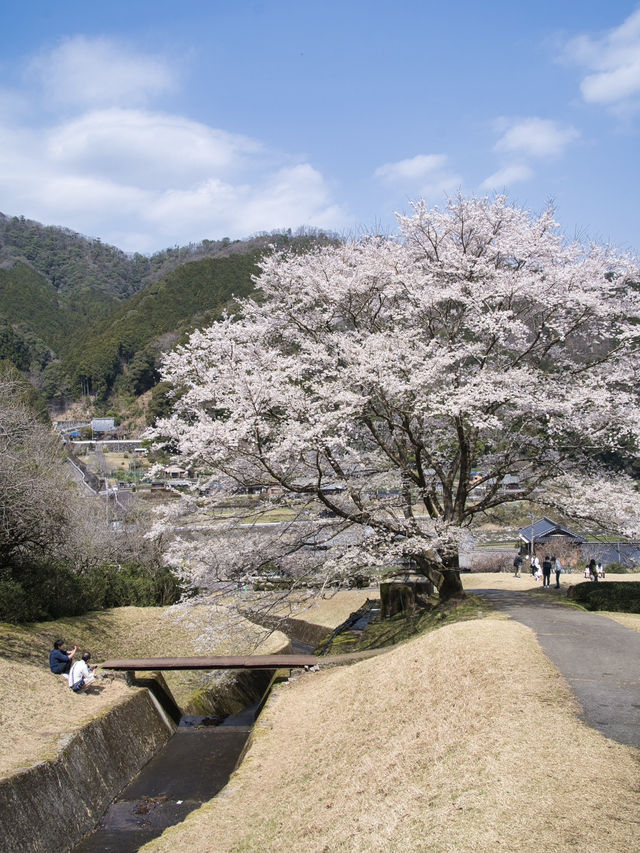 【三重】行きなきゃ損‼️電車とのコラボが絵になる🖼️茶畑に咲く一本桜🌸
