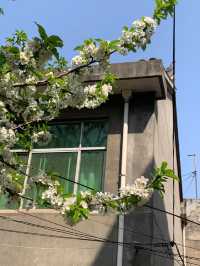 Cherry Blossom trip to Shangluo 🌸