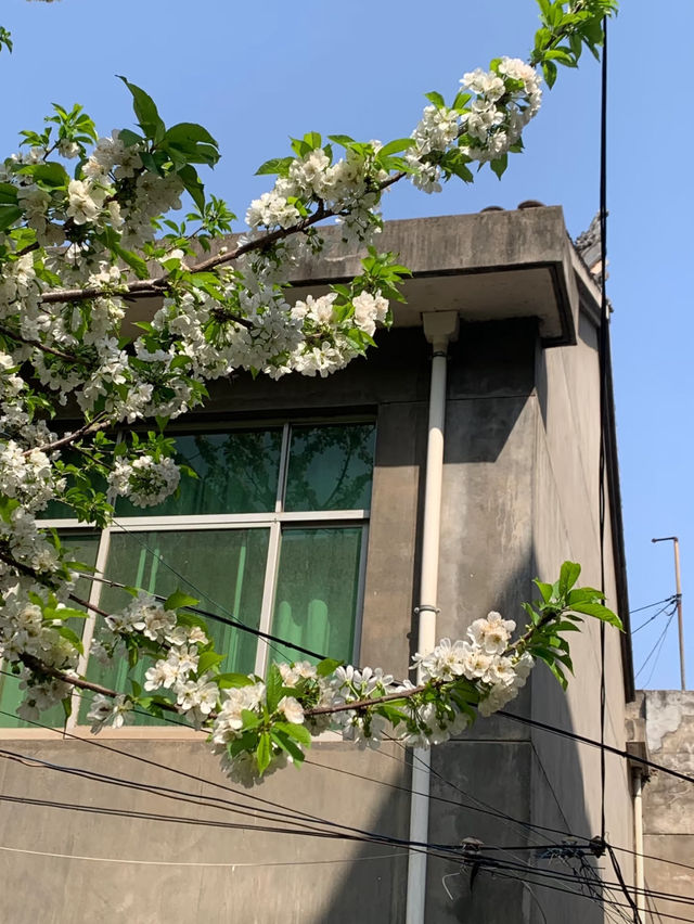 Cherry Blossom trip to Shangluo 🌸 Cherry Blossom trip to Shangluo 🌸